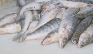Господдержку рыбоводов усилят в Казахстане