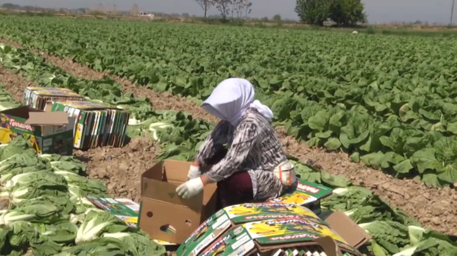 Түркістан облысында қырыққабаттың алғашқы өнімі экспортталды