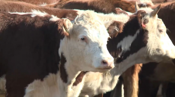 Казахстан снизил объёмы экспорта говядины