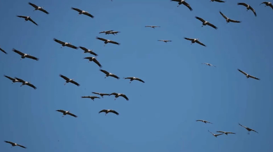 Сезонная миграция журавлей началась в Алматинской области