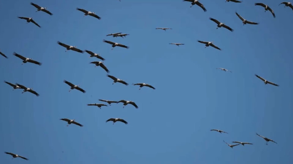 Сезонная миграция журавлей началась в Алматинской области