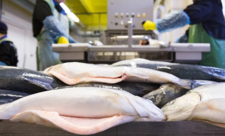 Незаконный экспорт рыбы: ущерб превысил ₸80 млрд