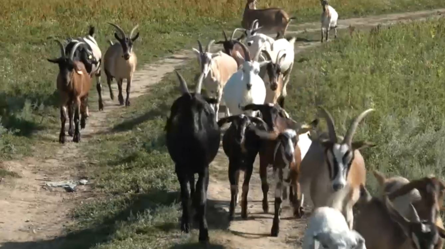 Фермерское дело успешно развивают жители ЗКО