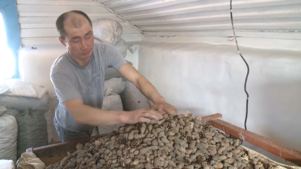 Воспроизводство леса: больше 18 млн деревьев посадят в Акмолинской области