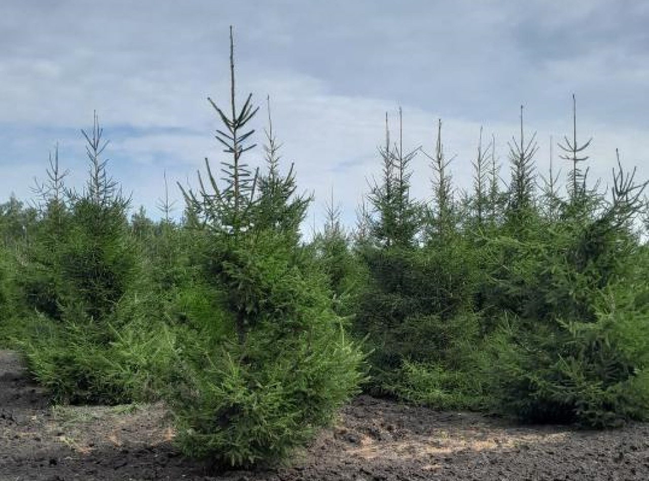 Лес без охраны: в СКО выявили тысячи неучтённых гектаров