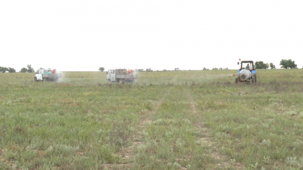 Больше 130 тыс. га земли обработают от саранчи в Жамбылской области