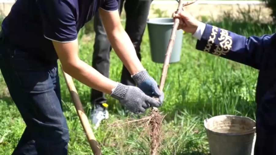 Тысячу деревьев высадили в Таразе в ходе экоакции