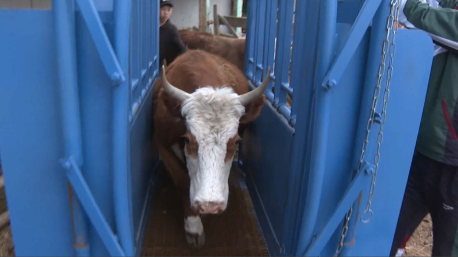 Жас шебер мал дәрігерлерінің жұмысын жеңілдетті