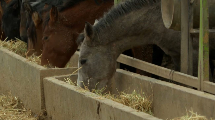 Завод по производству кормов построят в Алматинской области