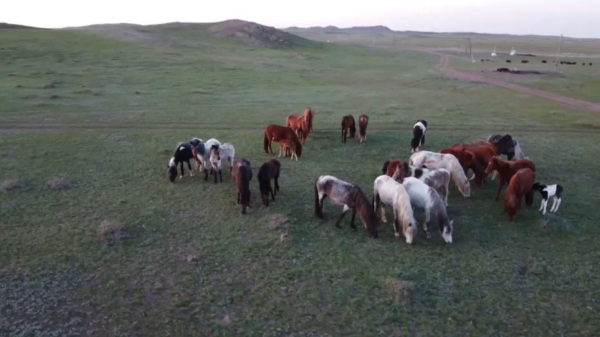 Баянауылда жас кәсіпкер қымыз өндірісін қолға алды