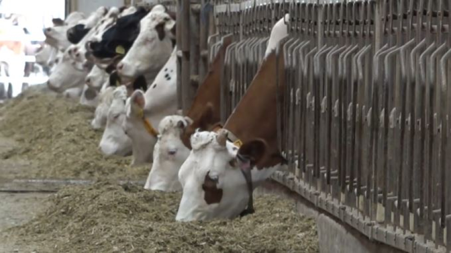 На развитие животноводства в СКО выделили ₸10 млрд