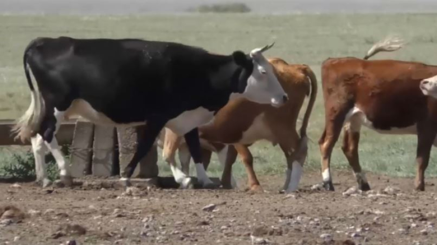 База данных по учёту скота заработала в Казахстане