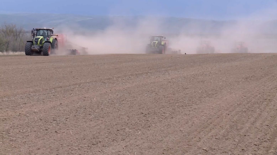 Почти 226 тысяч гектаров отвели под зерновые культуры в области Жетысу