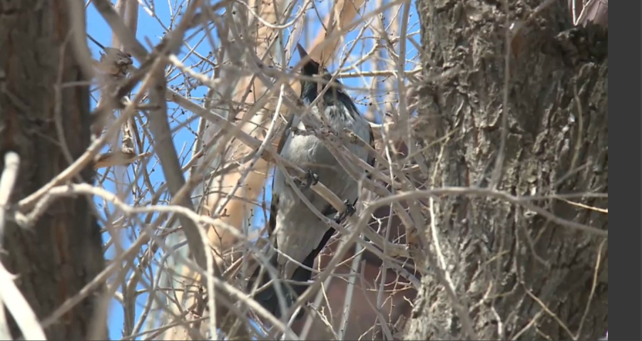 Арқаға ұзақ қарға оралды