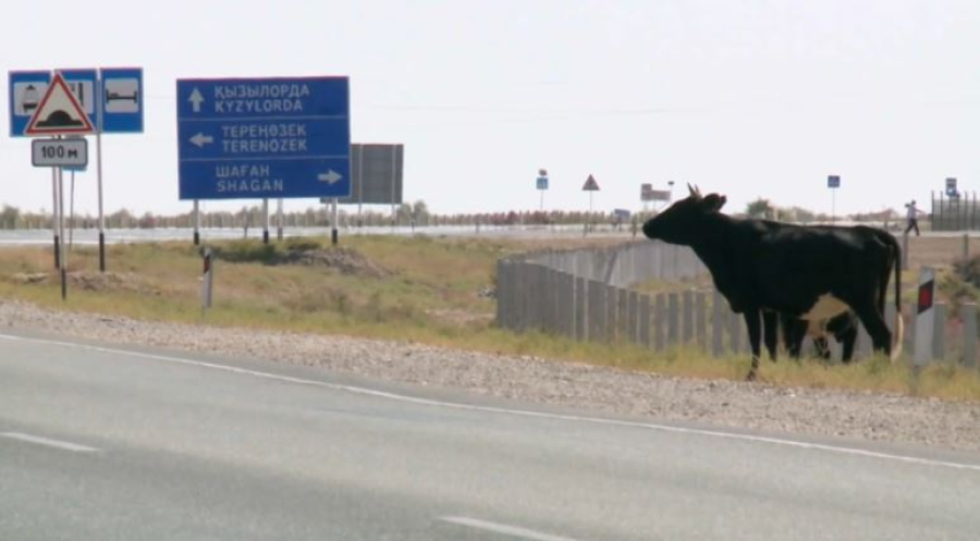 Қызылорда облысында жолдағы қауіпсіздік күшейтілді