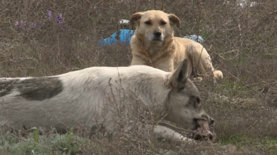 Бродячие собаки стали чаще кусать жителей Костанайской области