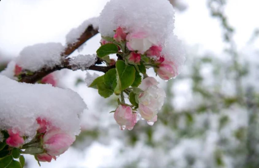 Заморозки прогнозируют в Казахстане