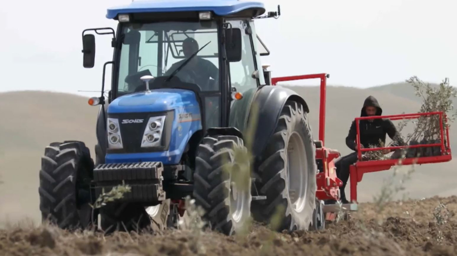 Биыл 100 гектарға зәйтүн ағашы егіледі