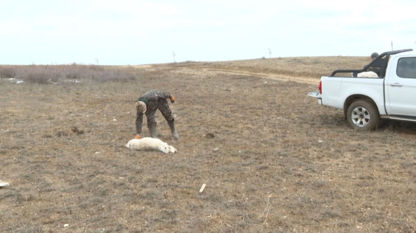 Ұлытау облысында киіктердің өлексесін жою жұмыстары жүріп жатыр