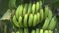 Урожай бананов созрел в Туркестанской области