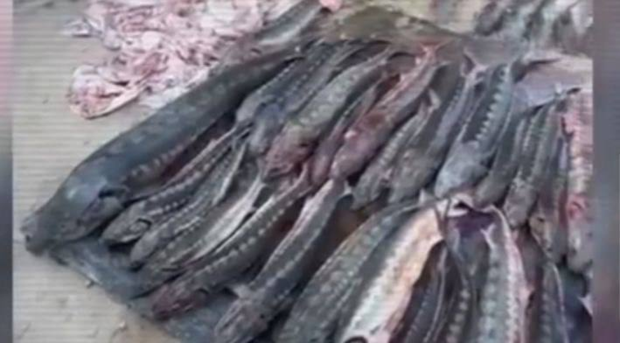 У жителя Жанаозена изъяли 508 кг осетровой рыбы