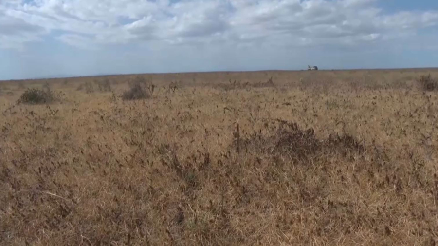 Жамбыл облысында шегірткеге қарсы күрес жүріп жатыр