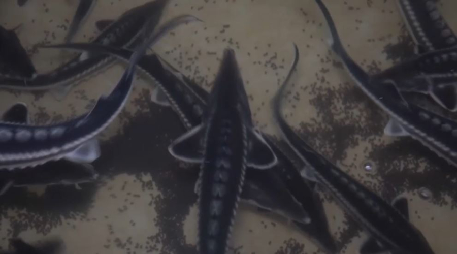 Балық шаруашылығы саласындағы бірегей жоба