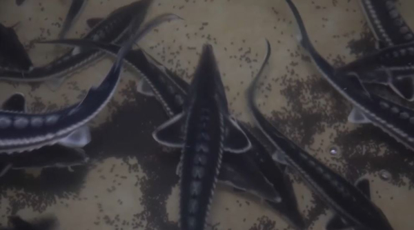 Балық шаруашылығы саласындағы бірегей жоба