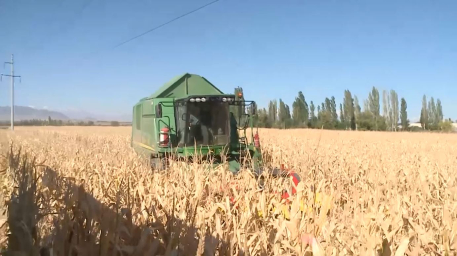 Жетісу облысында жүгері жинау науқаны басталды