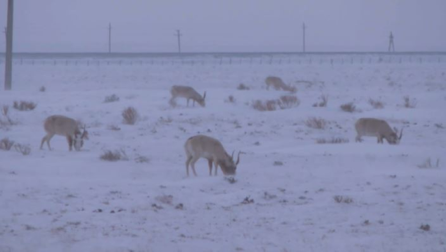 Сайгаки зимуют в Приаралье