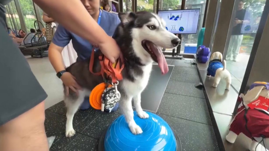 Фитнес-клуб для собак открылся в Шанхае