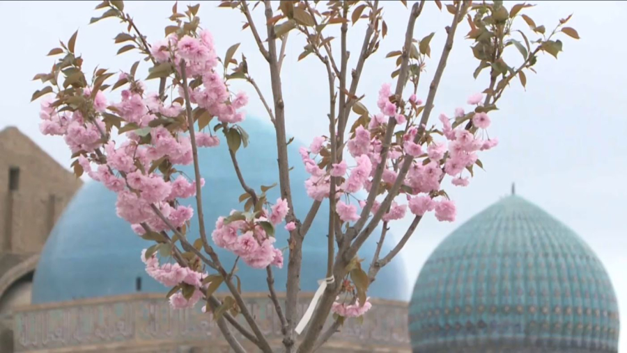 Түркістанда сакура гүлдеді
