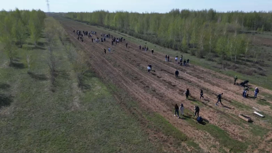 «Таза Қазақстан» апталық марафоны ағаш отырғызу күнімен аяқталды