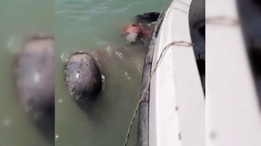 Каспийден итбалықтың өлекселері табылды