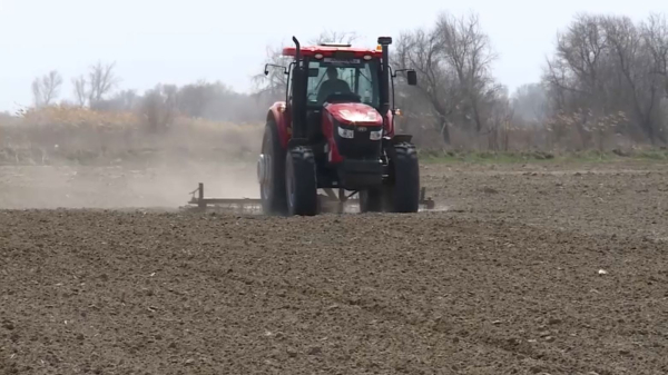 Жетісуда шаруалар қант қызылшасын егуді бастады