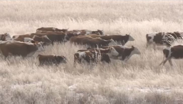Что грозит чиновникам за незаконную выдачу сельхозземель иностранцам