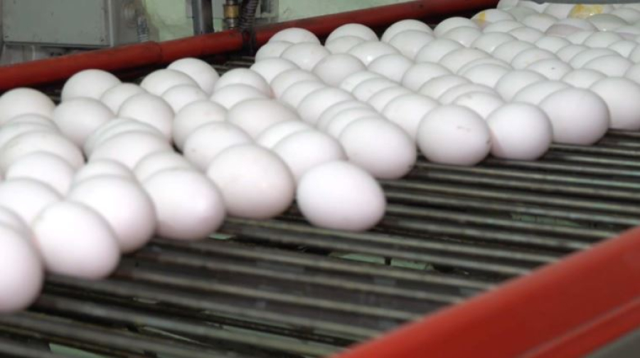 Глубокую переработку яиц наладят в Казахстане
