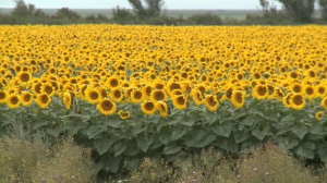 Казахстанские фермеры терпят убытки из-за экспортной пошлины