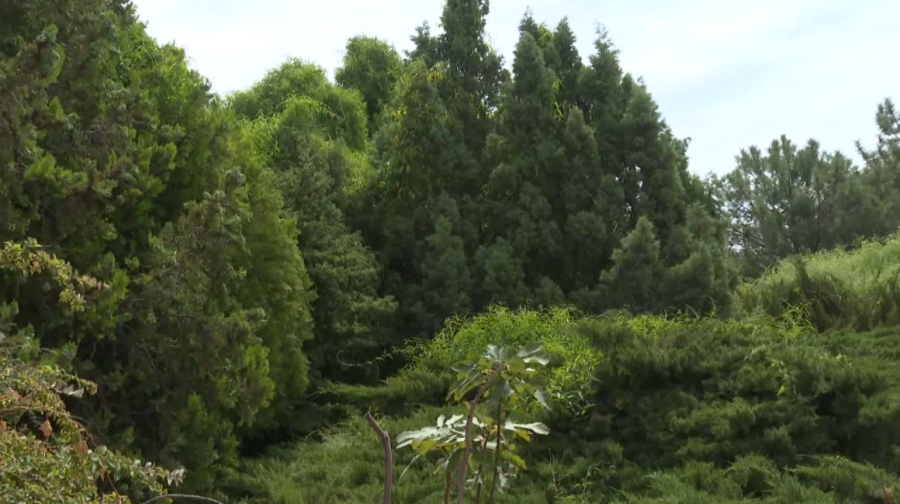 В Атырау выращивают растения для сурового климата