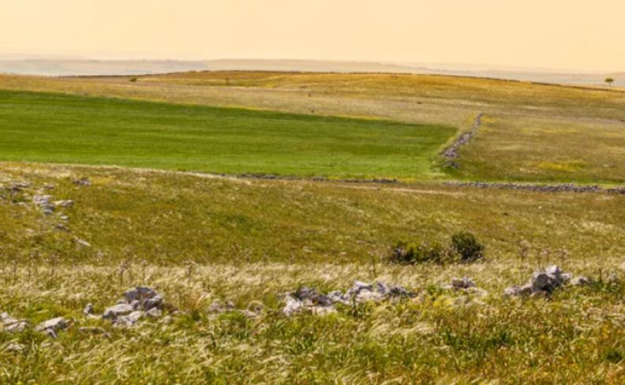 Общественные пастбища вернули местным жителям в ЗКО