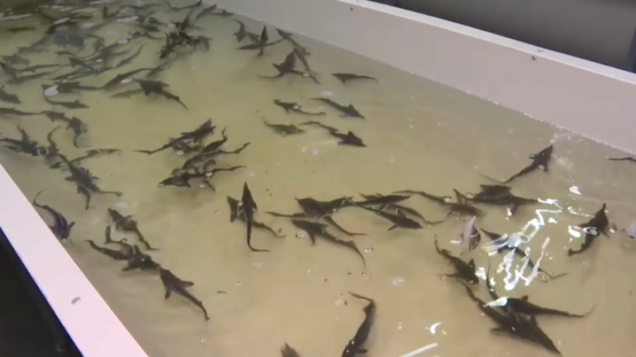 Товарное рыбоводство развивают в Павлодарской области