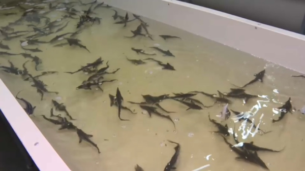 Товарное рыбоводство развивают в Павлодарской области