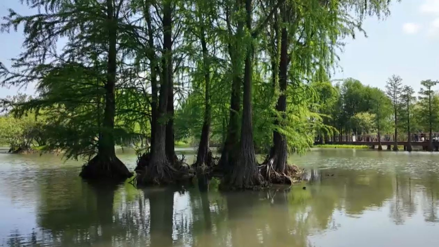 ООН: каждый год планета теряет тысячи видов животных и растений