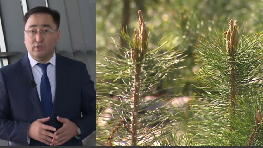 Қызылорда облысы орман қоры бойынша алда тұр