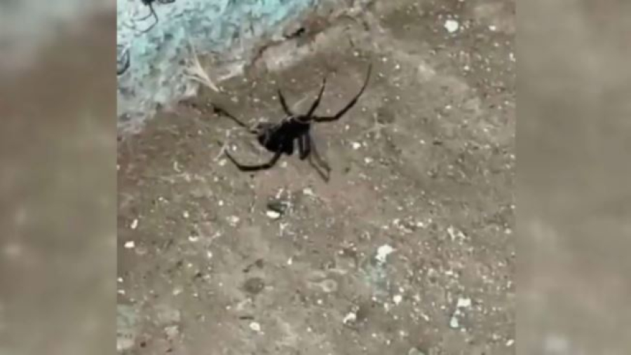 Девять человек пострадали от укусов каракурта в Атырауской области