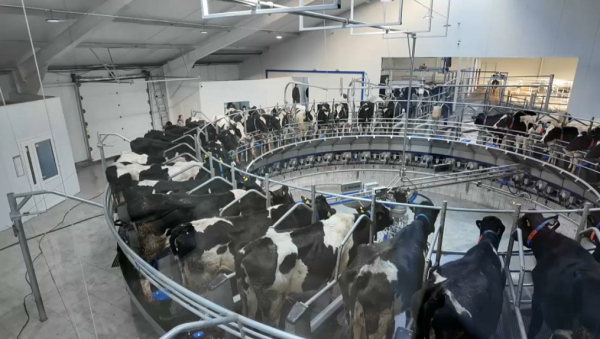 Қостанай облысында еуропалық үлгідегі сүт фермасы іске қосылды