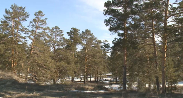 Площадь лесов в Казахстане увеличилась на 267 тысяч гектаров