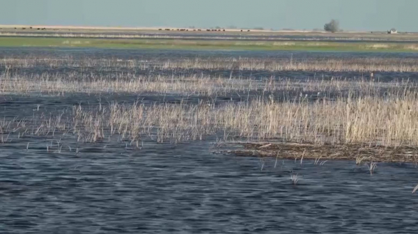 Жайықтың деңгейі күн сайын көтеріліп барады