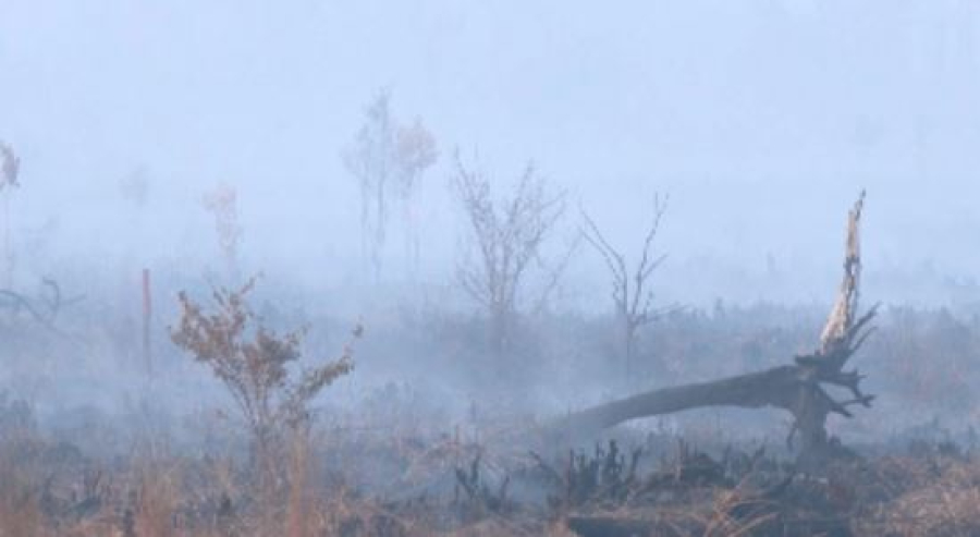 Индонезияда орман өртіне байланысты 72 күдікті ұсталды