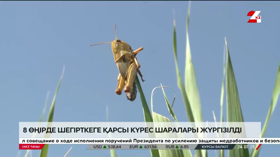 Шегірткемен күрес: 443 техника, 3,5 мың маман жұмылдырылды